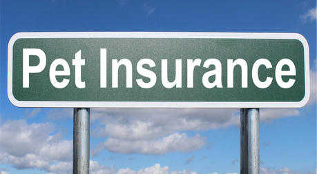 Protect Your Furry Family: Why Pet Insurance Is Becoming Essential for American Pet Owners